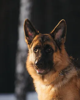 dog training